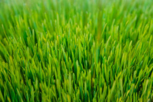 What The Heck Is Wheatgrass and What Are It’s Beneftis?