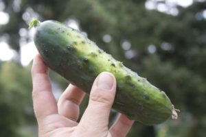 See how this vegetable from the gourd family can improve your health…