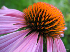 10 Impressive Echinacea Benefits to Support Your Health