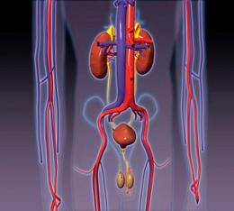 Are there diet and supplement options for kidney disease?